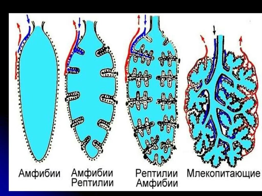 Ячеистые легкие характерны для. Эволюция строения дыхательной системы. Эволюция дыхательной системы позвоночных. Эволюция дыхательной системы животных. Строение легких позвоночных.