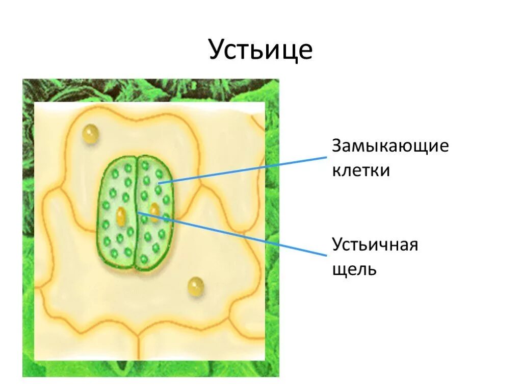 Замыкающие клетки функции. Устьице и устьичная щель. замыкающие клетки устьиц тыквы. замыкающие клетки устьиц. устьица листа.
