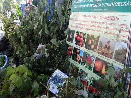 Тимирязевское саженцы