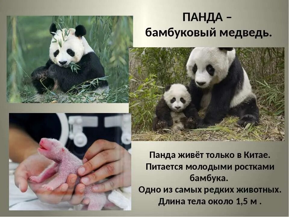 Панда живет. Где обитают панды. Большая Панда бамбуковый медведь обитает в. Большая Панда из красной книги.