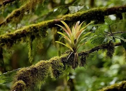 Other plant