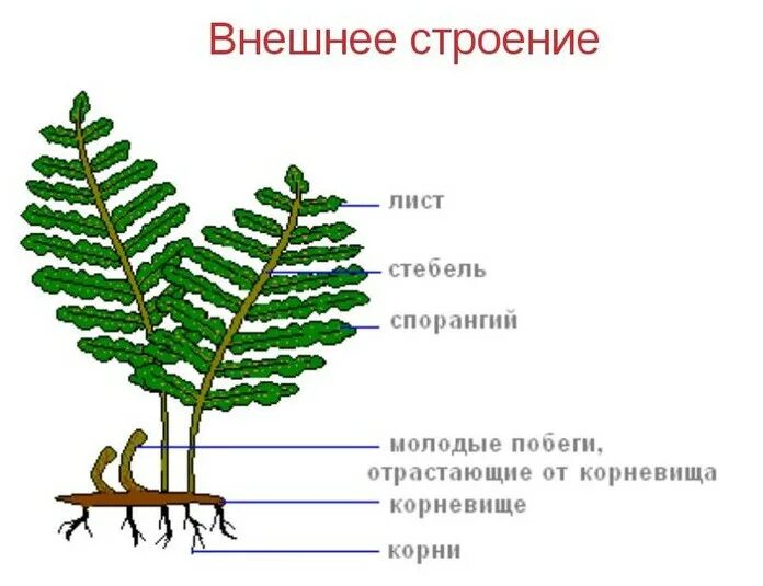 Строение спорангии. Внешний вид спороносящего папоротника. Папоротник Щитовник спорангии. Папоротник спорангии на листьях. Папоротник Щитовник толстокорневищный.