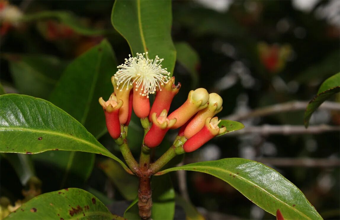 Пряное дерево. Гвоздичное дерево Сизигиум. Syzygium aromaticum гвоздичное дерево. Гвоздичное дерево Молуккские острова. Сизигиум («гвоздика») приправа.