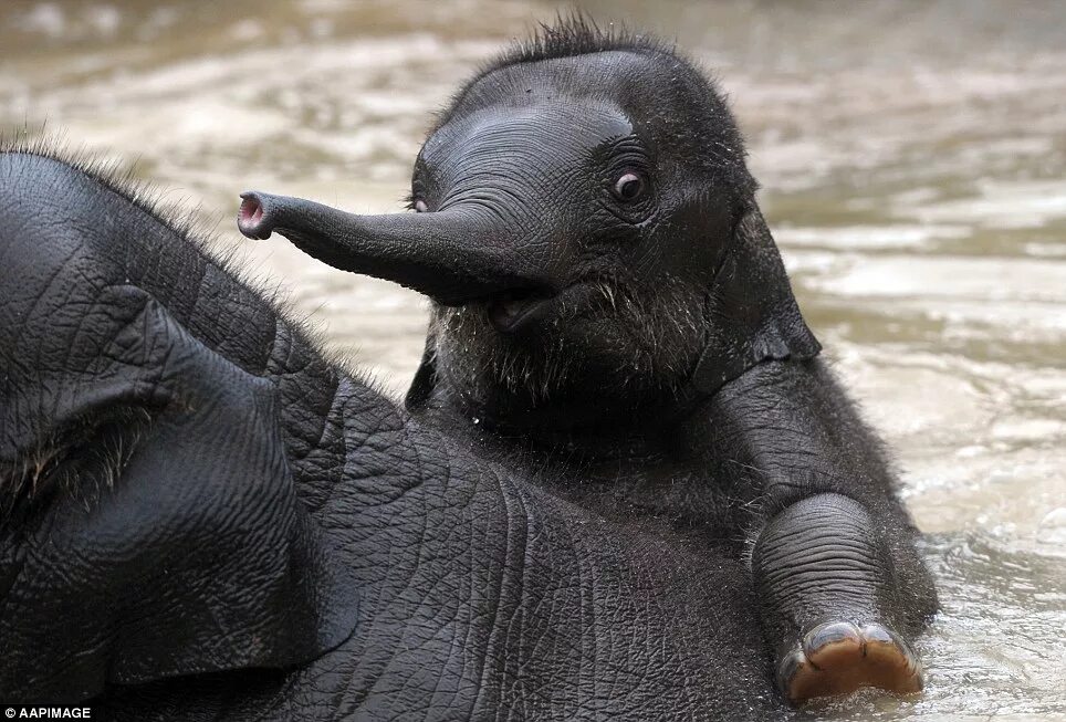 Sister elephant. Слоненок. Счастливый Слоненок. Слоненок купается. Милые Слонята.