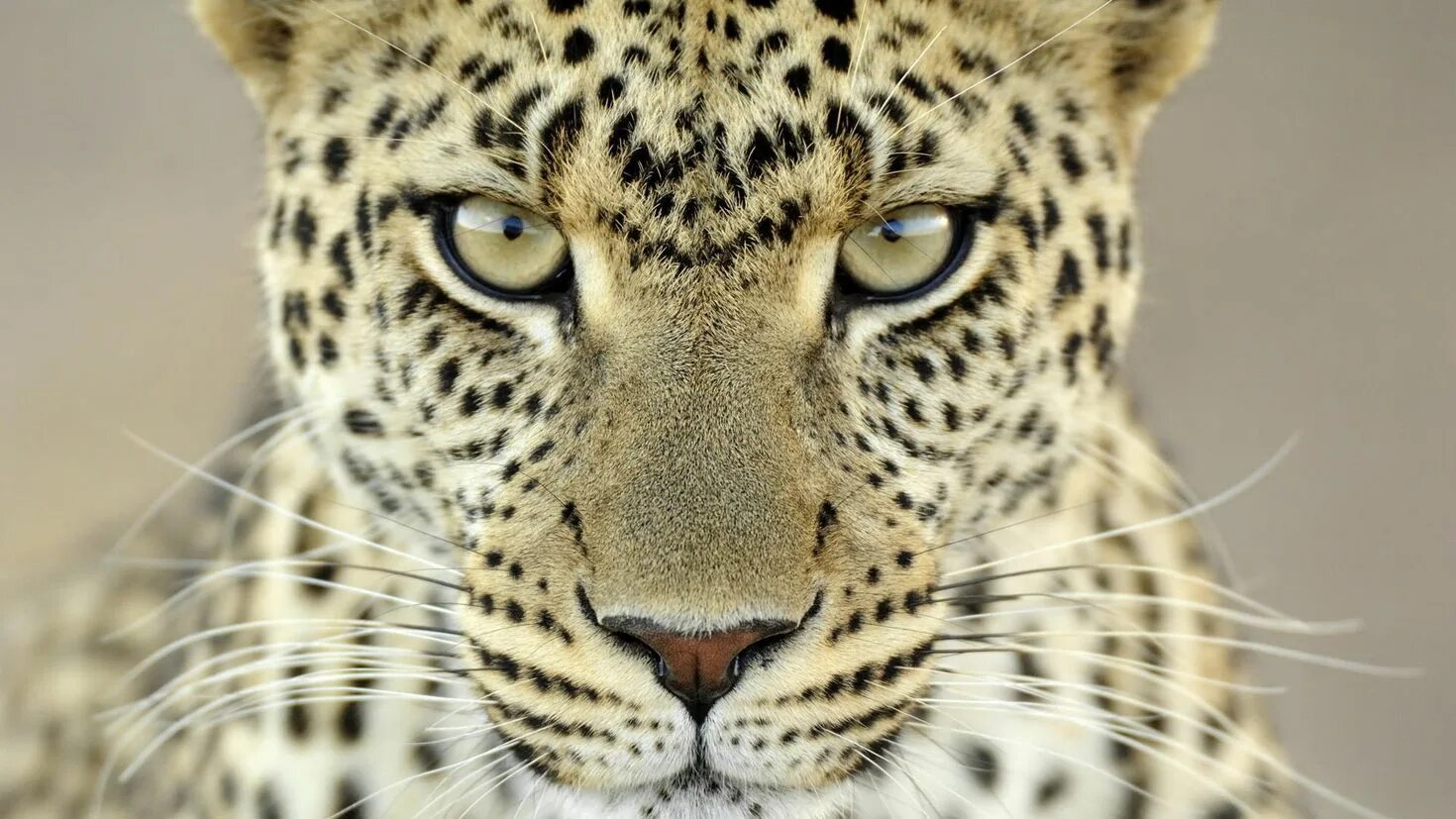 Perfect animals