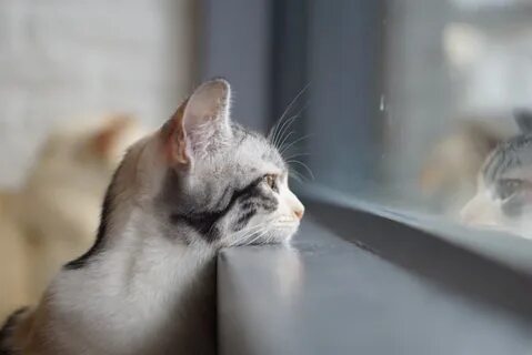 Тоскующий кот
