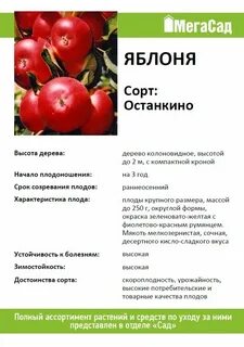 Яблоня останкино
