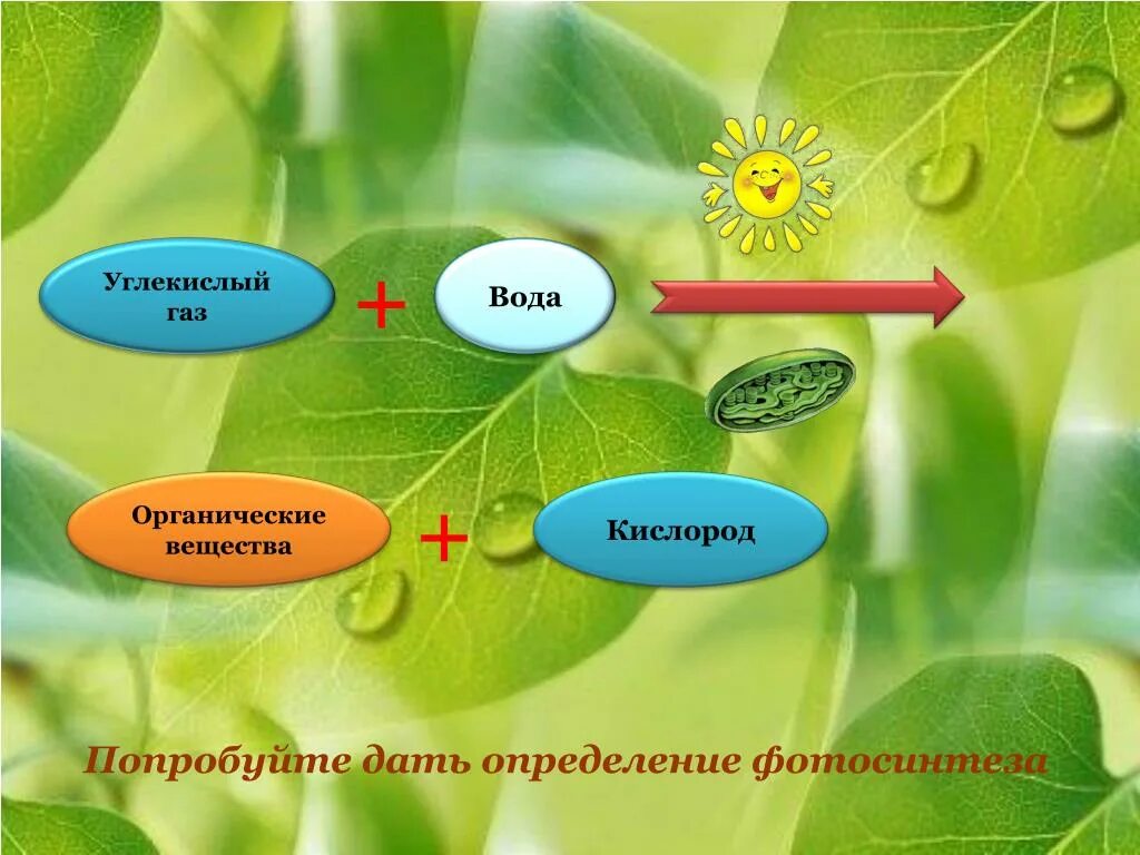 Фотосинтез схема. Значение фотосинтеза в природе. Роль фотосинтеза для растений. Схема процесса фотосинтеза.