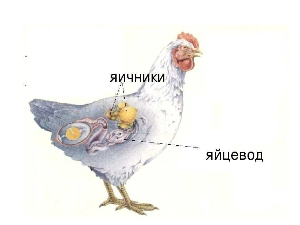 Как у куриц получается яйцо. Строение яйцевода курицы. яйцевод курицы анатомия.