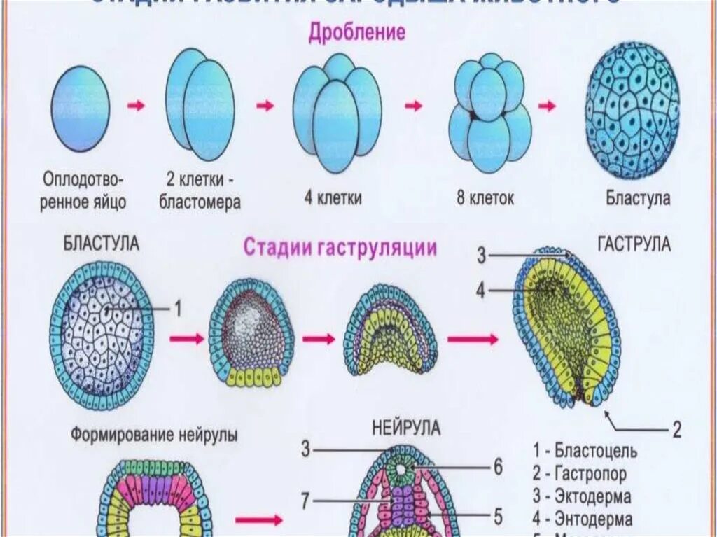 Стадии развития бластула гаструла. Стадии эмбрионального развития бластула гаструла. Эмбриональное развитие бластула гаструла. Стадия дробления эмбриогенеза. Деление клетки онтогенез