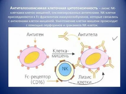 Лизис клетки