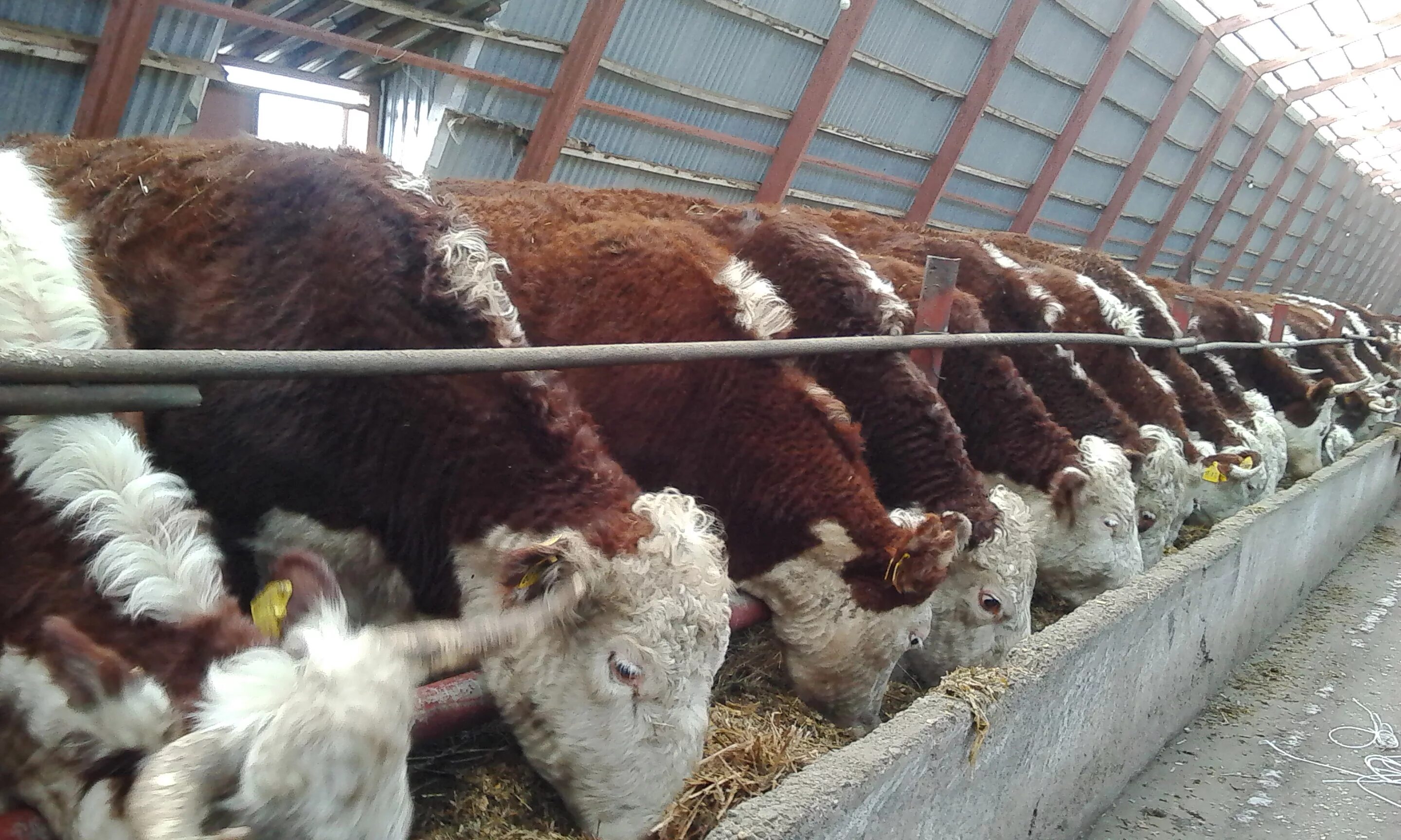 Коровы в забайкальском крае. Бычки курская область. Молочный комплекс крс троицкий. Бычки на откорм. Бычки курская область.