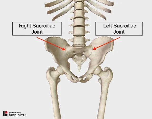 Pain in the Hip Joints. Квадратус люмборум на рентгенограмме. Back area