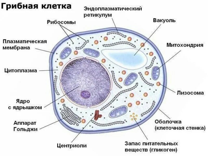 Клетка имеет. Схема строения грибной клетки. Схема строения клетки гриба. Органоиды грибной клетки. Строение клеток эукариот грибов.