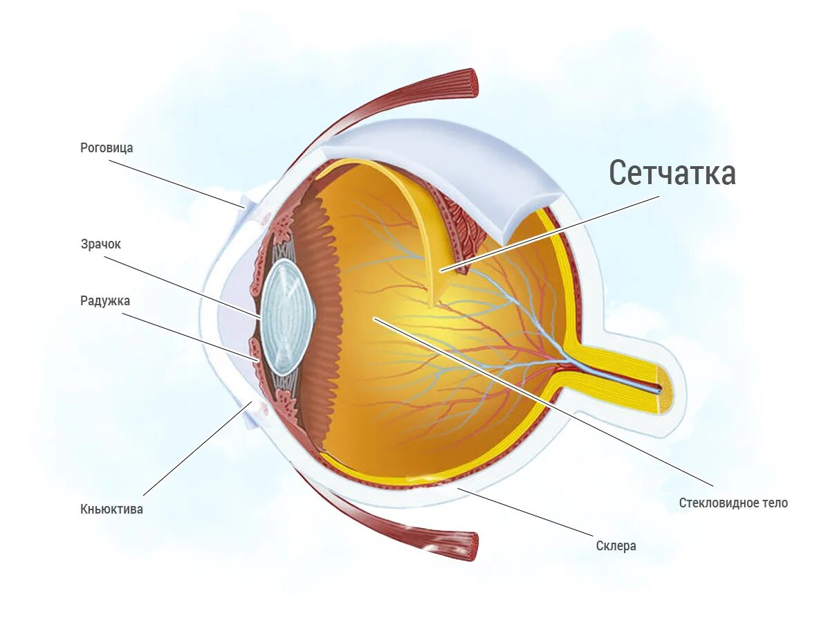 Что входит в глаз человека. Отслойка сетчатки строение глаза. Строение глаза человека сетчатка глаза. Строение глаза человека анатомия сетчатки глаза. Сетчатка глаза строение отслоение.