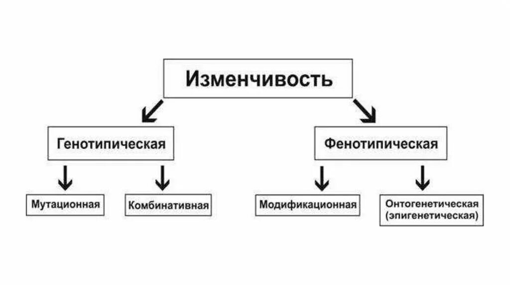 Генотипическая и фенотипическая изменчивость. Мутационная генотипическая изменчивость. Комбинативная мутационная и модификационная изменчивость. Генотипическая изменчивость мутационная и комбинативная. Случайная изменчивость виды