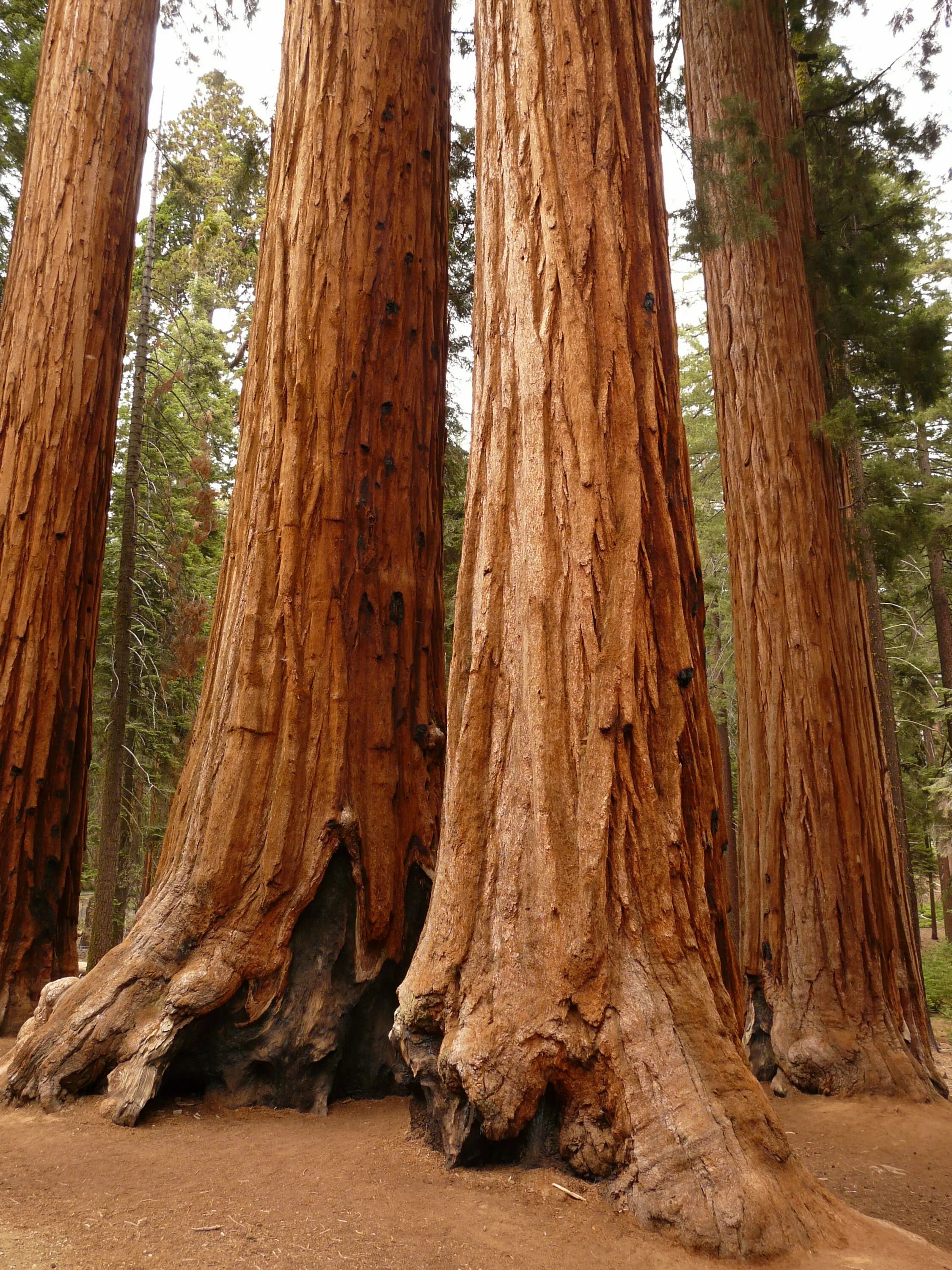 Огромные стволы деревьев. Секвойя дерево. Секвойя дендрон дерево. Гигантская Калифорнийская Секвойя.