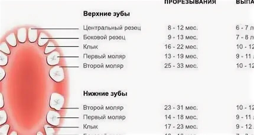 Выпадение молочных зубов. Молочные зубы после выпадения. Сроки выпадения молочных зубов.