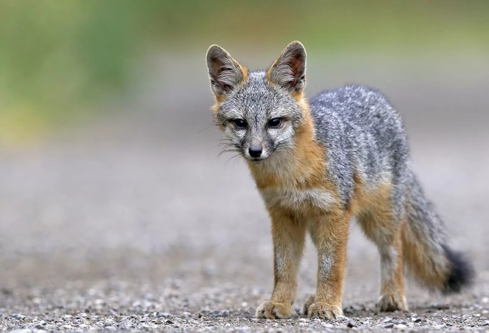 Fox wiki. Серая лисица Urocyon cinereoargenteus. Пампасская лисица Южной Америки. Грей Фокс лиса. Островная лисица Urocyon littoralis.