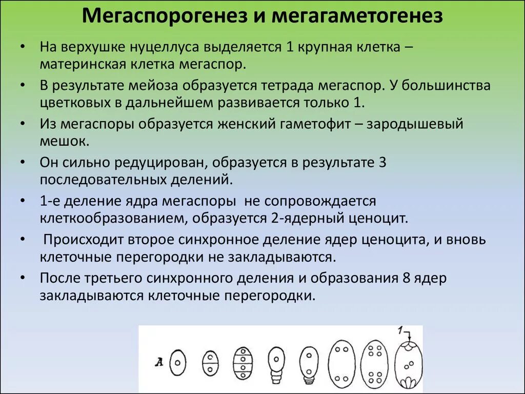 Образование гаплоидной макроспоры мейоз образование восьмиядерного. Мегаспорогенез этапы. Мегаспорогенез и мегагаметогенез. Микро и мегаспорогенез у покрытосеменных растений. Мегаспорогенез у растений.