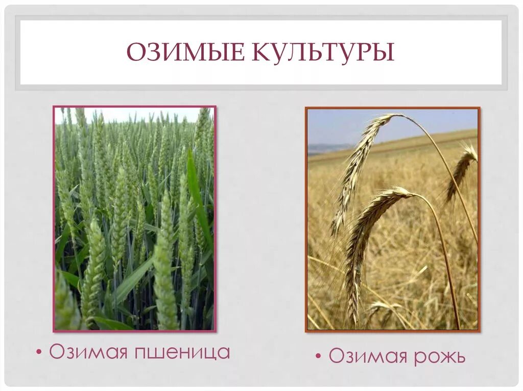 Озимые и яровые зерновые культуры. Яровые и озимые культуры. Яровые зерновые культуры список. Яровая и озимая в чем разница. Озимые злаковые культуры.