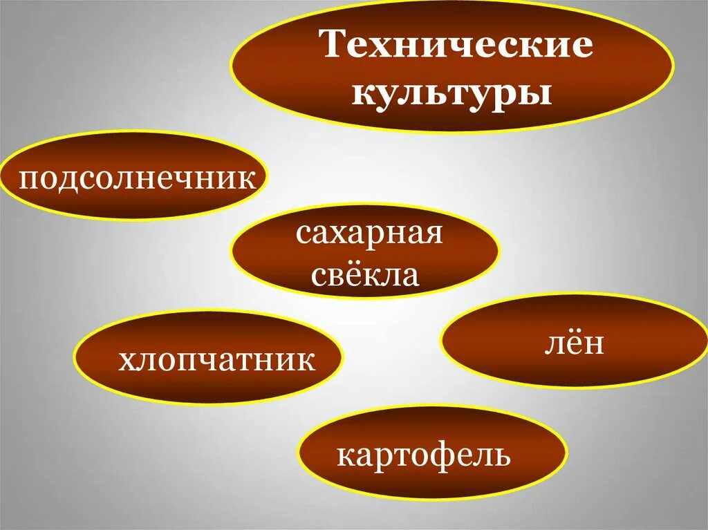 Техническая культура производства. Технические культуры. Основные технические культуры. Виды технических культур. Классификация технических культур.