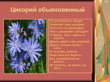 Предложение с васильком