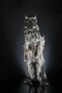 Standing cat