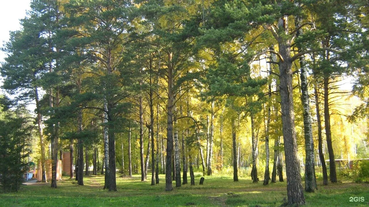 Пкио сосновый бор новосибирск. Пкио сосновый бор. Пкио сосновый бор новосибирск. Пкио сосновый бор новосибирск. Парк отель сосновый бор новосибирск.