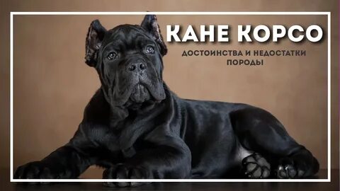 Кане корсо черный