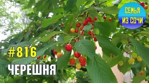 Погода в черешне адлер