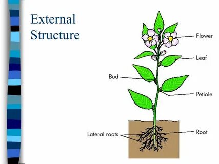 Local plant