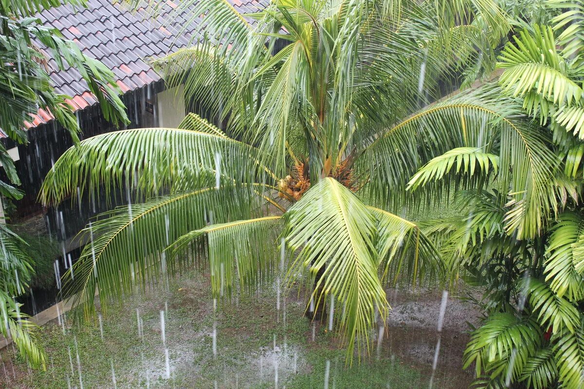 Ливневый лес Шри Ланка. Ливневый тропический дождь. Тропический ливень. Дождь в тропиках.