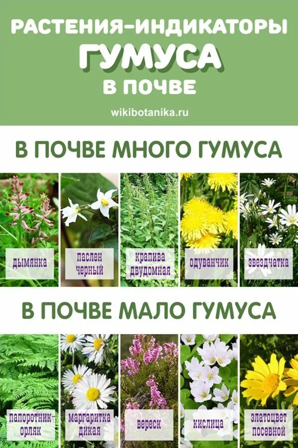 Растения любящие щелочную почву. Сорняки индикаторы кислотности почвы. растения индикаторы кислотности почвы растения. растения индикаторы кислых почв. растения индикаторы для определения кислотности почвы.