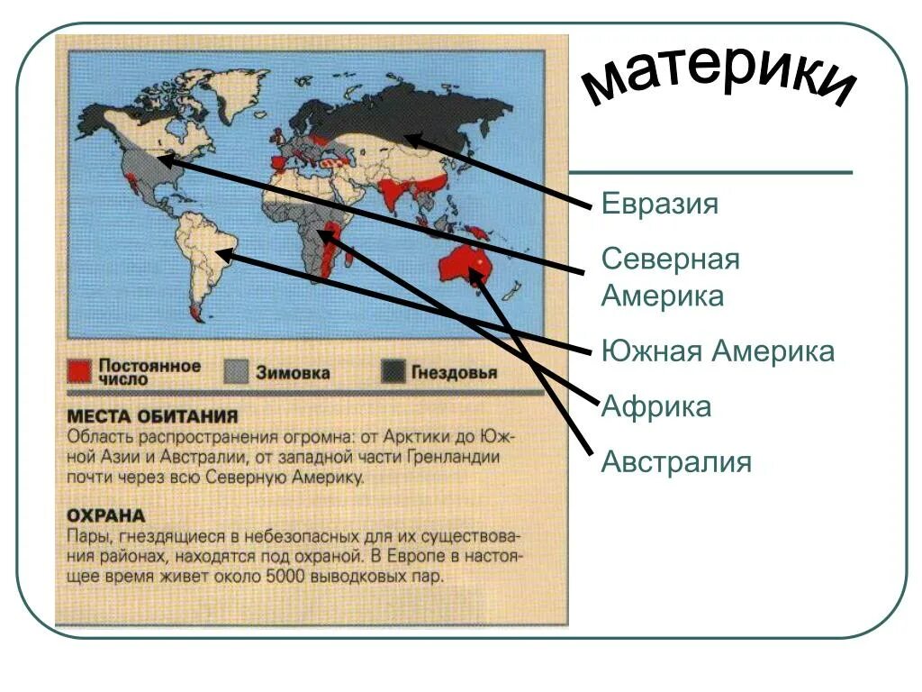 Страны северной евразии 7 класс. Северная Евразия. Материк Южная Америка Евразия. Евразия место обитания.