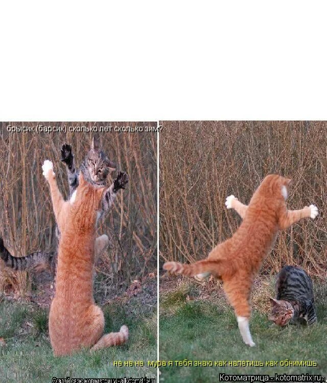 прапорщик прикол. сколько зим в году. привет дружище. сколько лет сколько зим не виделись. сорока еще нет а всего четыре года.