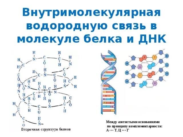 Структура белка межмолекулярные связи. Схема образования внутримолекулярной водородной связи. Водородные связи в белках схема. Водородные связи во вторичной структуре белка. Днк в соединении с белком