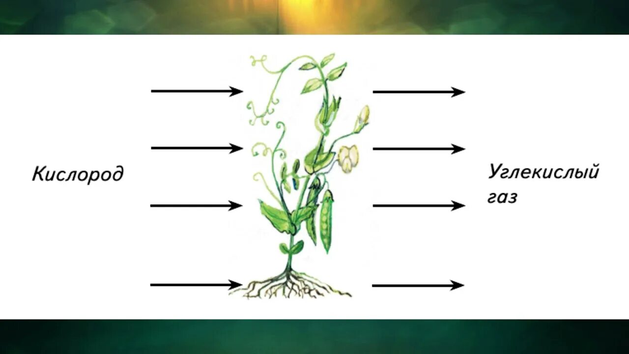 Видеоурок дыхание растений биология 6. Схема дыхания растений 3 класс. Питание растений схема 3 класс. Питание и дыхание растений 3 класс окружающий мир. Схема питания и дыхания растений.