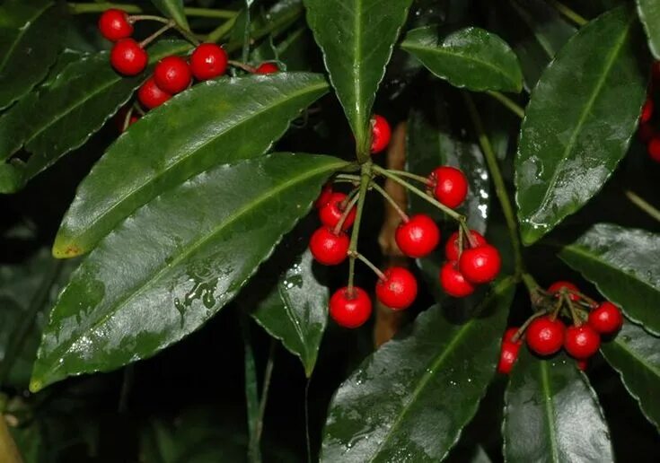 Растение нертера в домашних условиях. Red peppercorn, Flowers, Vegetables