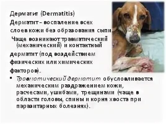 Заболевания у собак симптомы лечение. Какие болезни бывают у собак. травматический дерматит у собак. незаразные болезни собак.