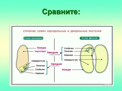 Лабораторная работа биология строение семян двудольных растений