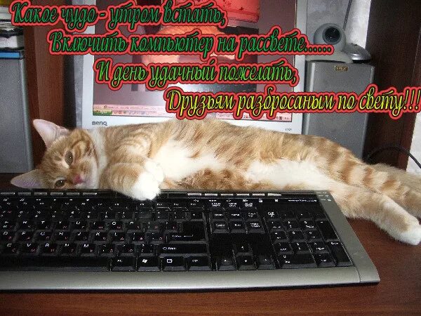 Утро с котами с надписями. Пожелания с добрым утром с котами. Забавные коты с пожеланием доброго утра. Пожелание доброго утра с котами. Доброе утро с кошками прикольные с пожеланиями.