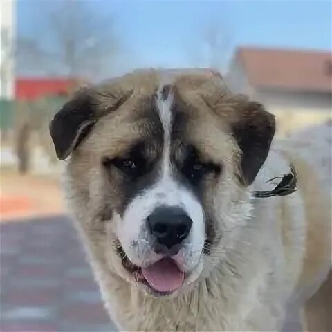 Шаховская собаки