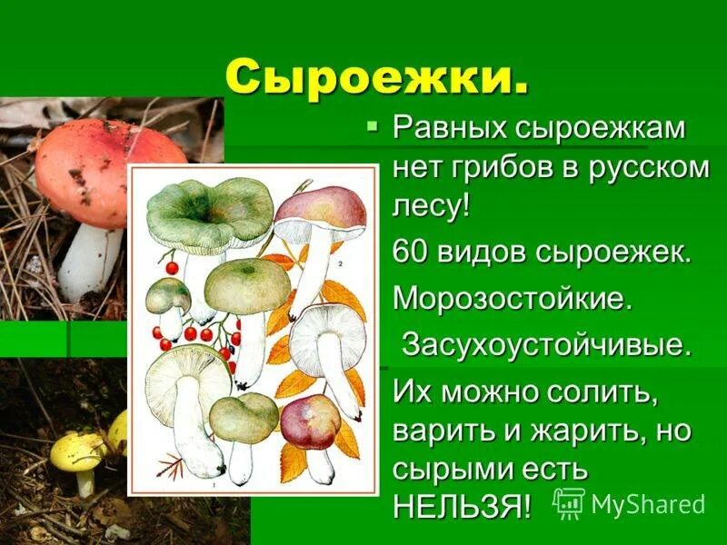 Сыроежка тип питания. Сыроежка гриб можно есть. сыроежка гриб описание. сыроежки информация. сообщение о грибе сыроежка.