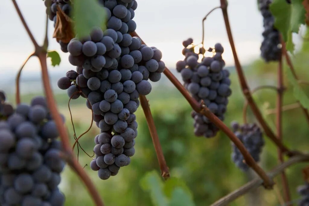 Виноградный сорт с французскими корнями. Сорт винограда Nebbiolo. Виноград Неббиоло. Сорт Неббиоло. Сорт винограда Неббиоло Ароматика.