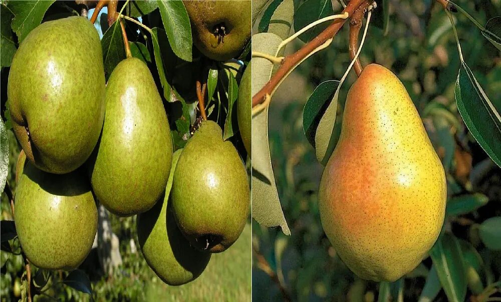 Груша Кокинская - описание сорта и фото груш