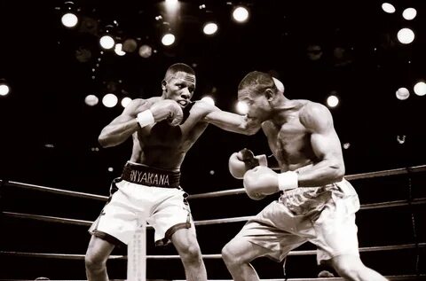 The boxer