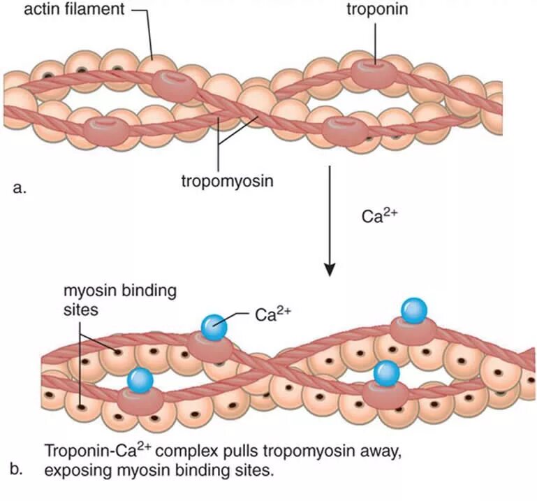 Актин миозин тропонин. Строение актина. Белок актин. Тропонин и тропомиозин. Актин состоит