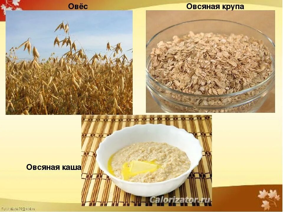 Из чего делают геркулес крупы. Овсяные крупы. зерновые каши для детей. овес каша. овес вид крупы.