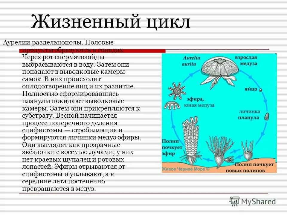 Жизненный цикл сцифоидной медузы Аурелии. Этапы жизненного цикла медузы Аурелии.